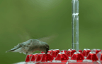 Hummingbird Feeder Outdoor Ant-Resistant Hanging Feeder with Multi-Port Tray