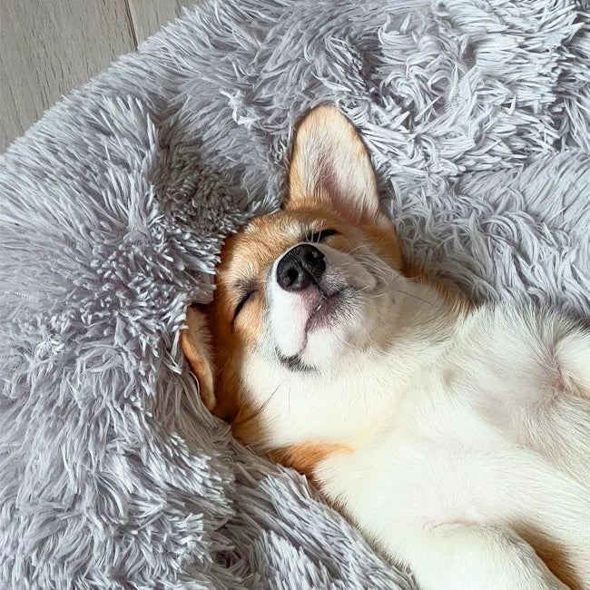Calming Dog Beds with Orthopedic Support