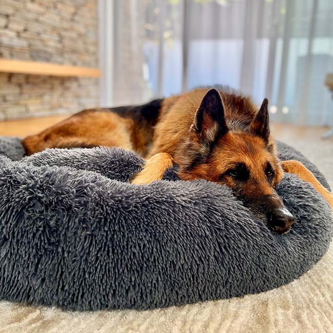 Calming Dog Beds with Orthopedic Support