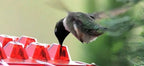 Hummingbird Feeder Outdoor Ant-Resistant Hanging Feeder with Multi-Port Tray