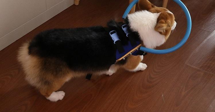 Protective Guide Harness for Blind Dogs Mobility Support