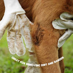 Gentle Pet Wipe Gloves for Daily Care