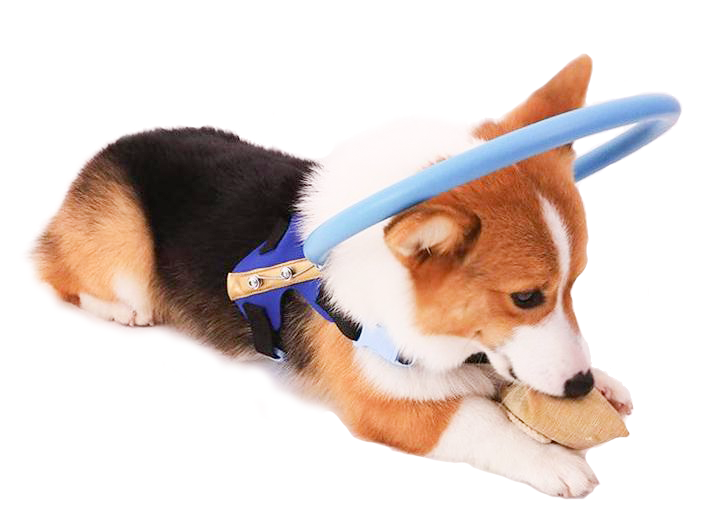 Protective Guide Harness for Blind Dogs Mobility Support