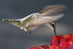 Hummingbird Feeder Outdoor Ant-Resistant Hanging Feeder with Multi-Port Tray