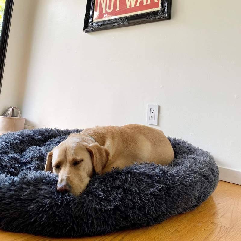 Calming Dog Beds with Orthopedic Support