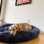 Calming Dog Beds with Orthopedic Support