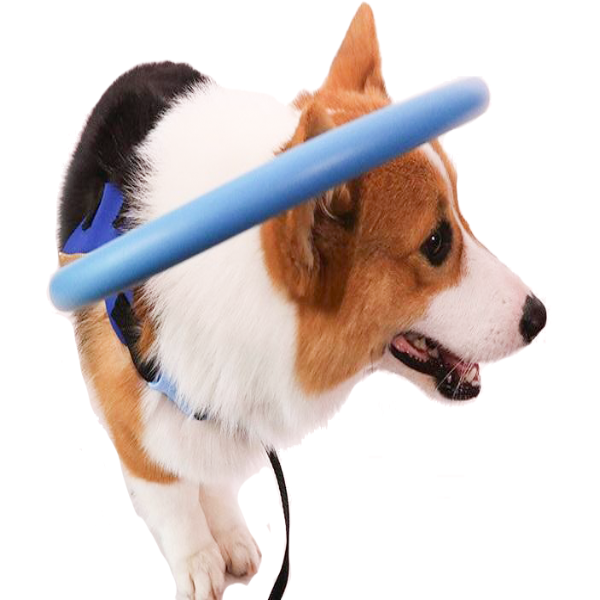 Protective Guide Harness for Blind Dogs Mobility Support