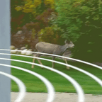 Eco‑Friendly Rabbit Deterrent with Ultrasonic & LED Lights