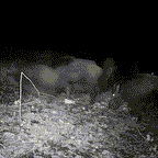 HD Trail Camera with 16MP Photos & 1080P Video