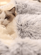 Calming Dog Beds for Restful Sleep