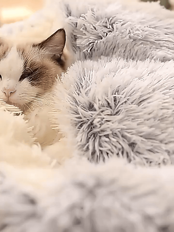 Calming Dog Beds for Restful Sleep