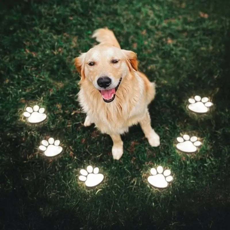 PawGlow™ - Image 3