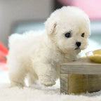 Robotic Puppy Toy Lifelike Interactive Pet With Realistic Movements