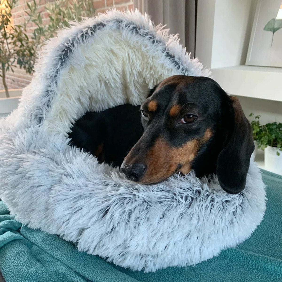 Calming Dog Beds for Restful Sleep