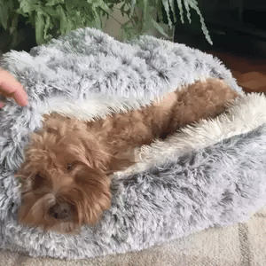 Calming Dog Beds for Restful Sleep