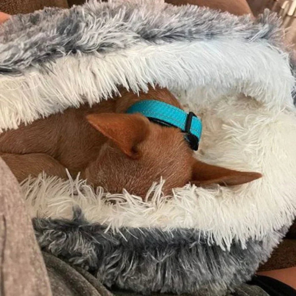 Calming Dog Beds for Restful Sleep