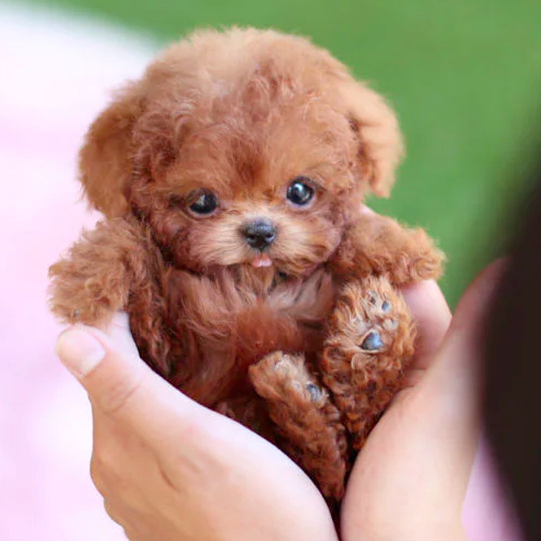 Smart Interactive Puppy Toy with Realistic Actions