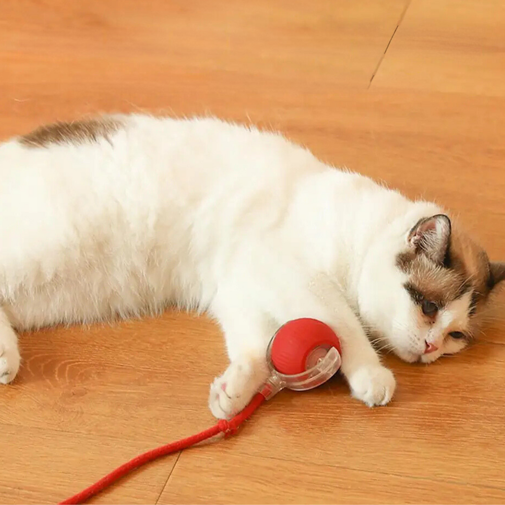 Smart Cat Toy with Tail Motion Indoor Fun