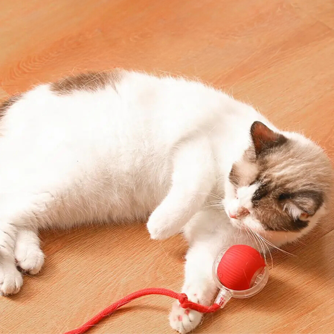 Smart Cat Toy with Tail Motion Indoor Fun